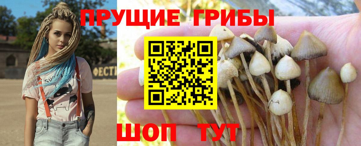 Псилоцибиновые грибы Psilocybe Новочебоксарск